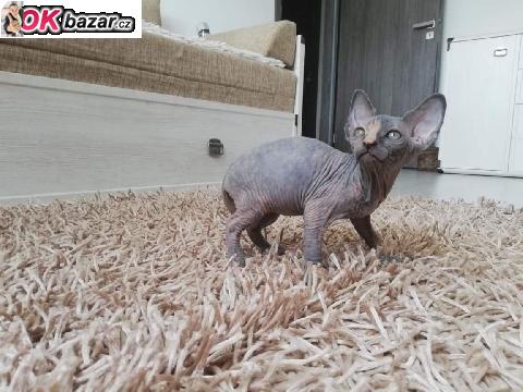 Kocicka Sphynx s PP