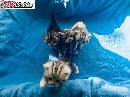 Kotata britska whiskas